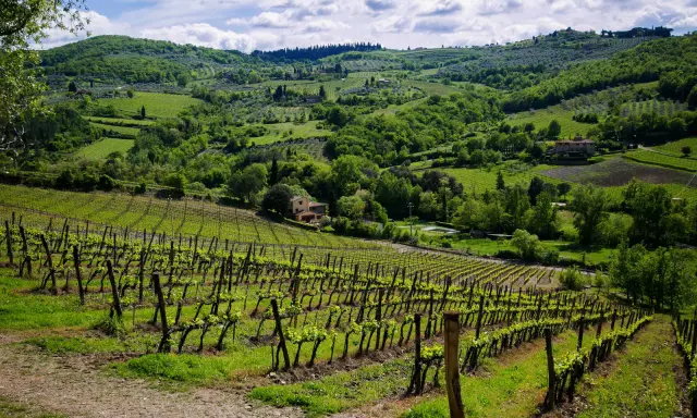 Un tour in Toscana tra dolci colline verdi, vigneti rigogliosi e casali immersi nella natura.