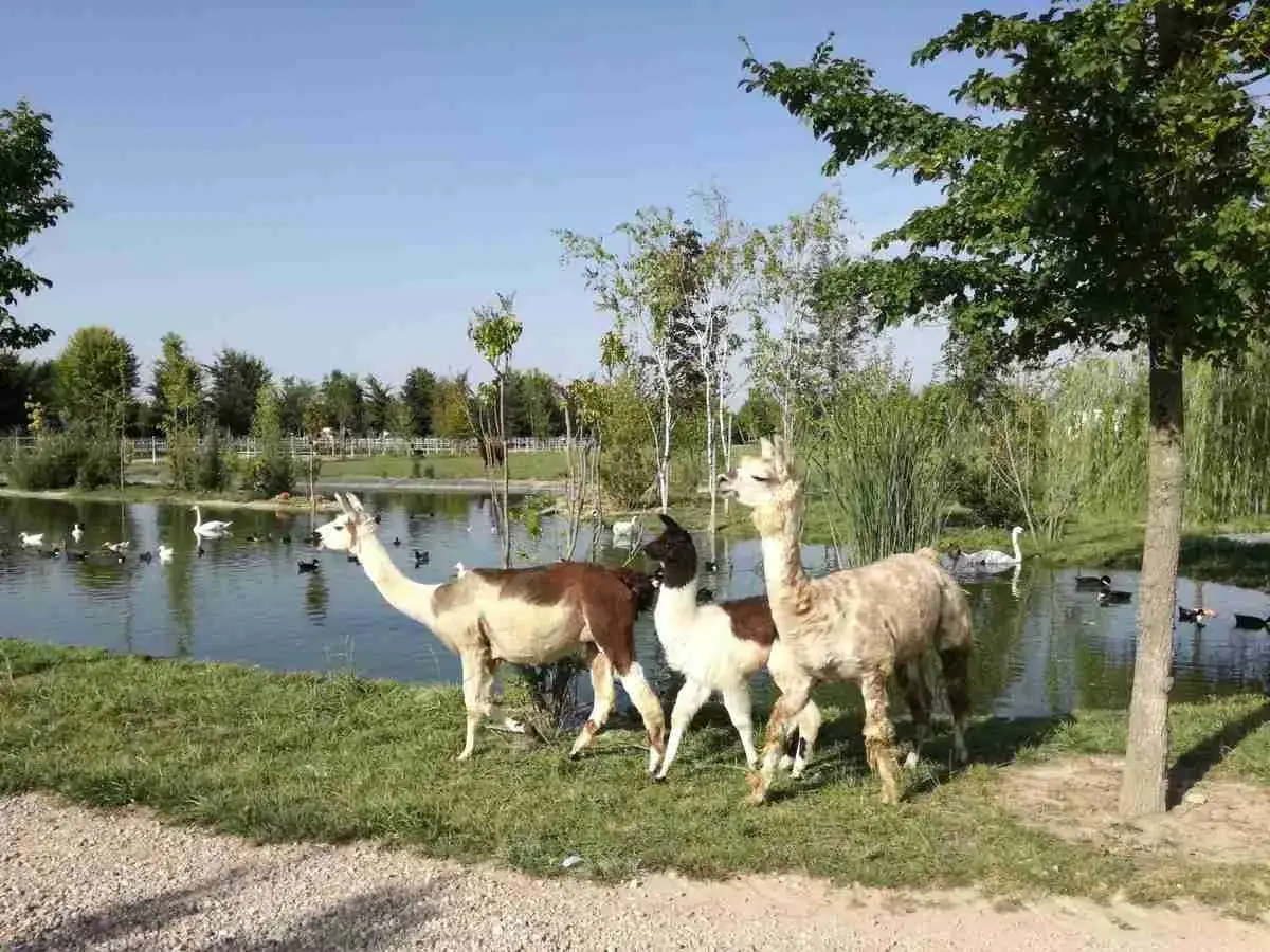 Tre lama e diversi uccelli acquatici in un paesaggio sereno, un assaggio di animali in Puglia.