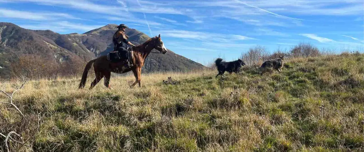 Cavallerizzo con cappello da cowboy e cavallo castano, due cani corrono sull'erba secca. Una splendida passeggiata a cavallo a Reggio Emilia.