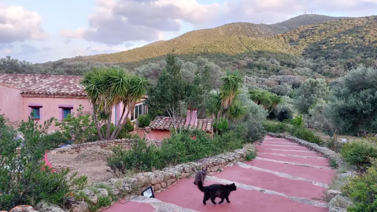Un angolo di pace tra gli agriturismi in Sardegna. Due gatti passeggiano su un sentiero rosa, con una casa rosa e colline verdi sullo sfondo.