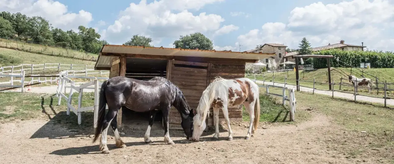 Due cavalli, uno nero e uno pezzato, si abbeverano vicino a un fienile. Un luogo ideale per le vacanze a cavallo.