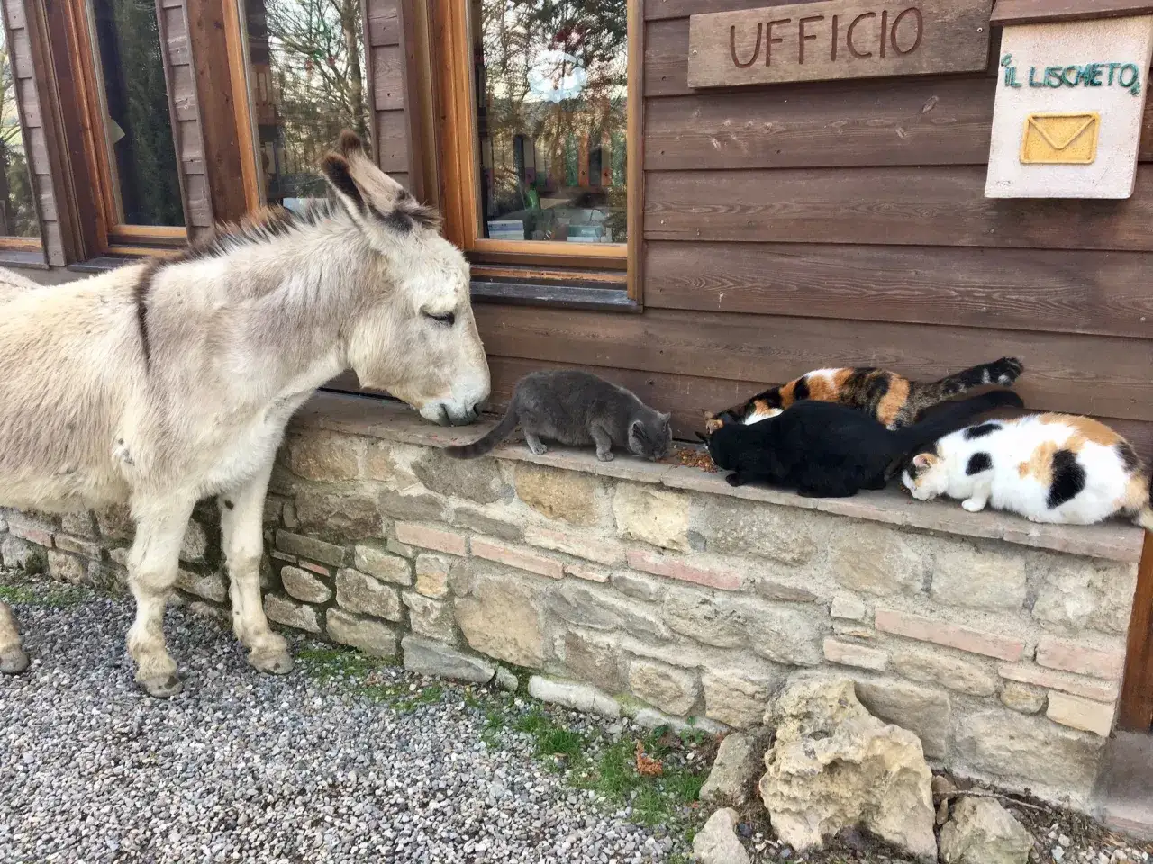 Un asino curioso osserva gatti che mangiano in un parco con animali in Toscana.