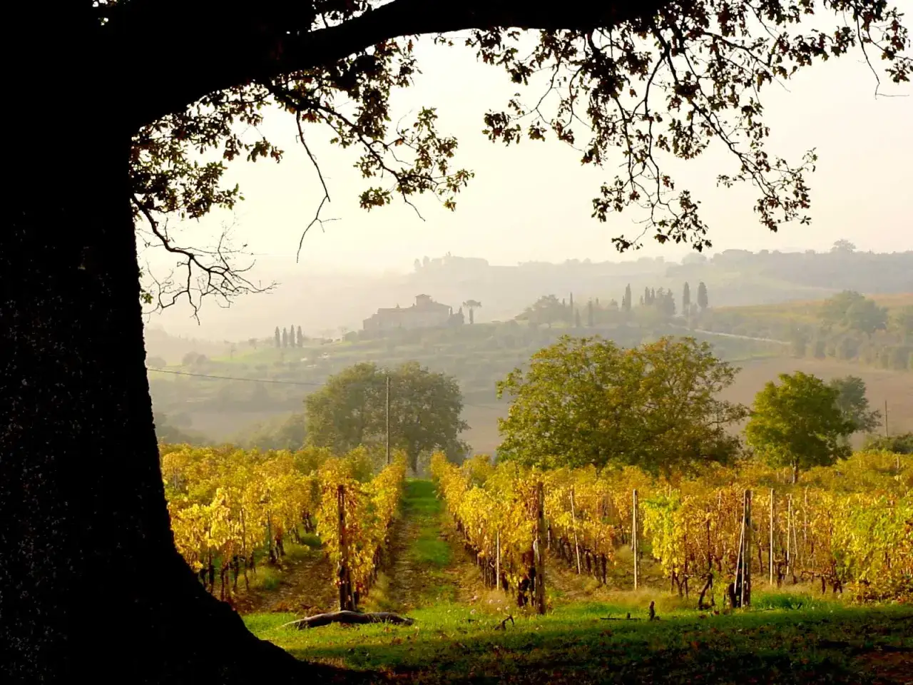 Vigneti dorati in Toscana, ideali per camminate organizzate tra colline nebbiose e casali antichi.