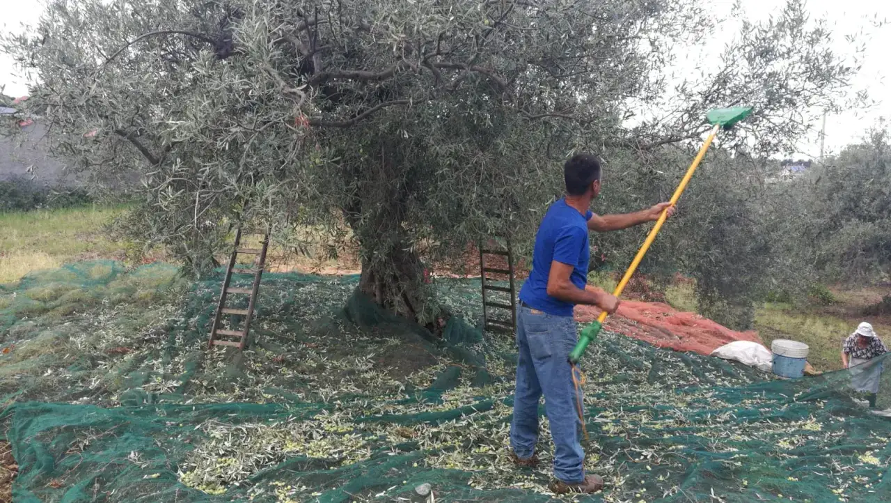 Uomo con rastrello raccoglie olive da un grande albero, reti verdi stese a terra per la raccolta olive tradizionale.