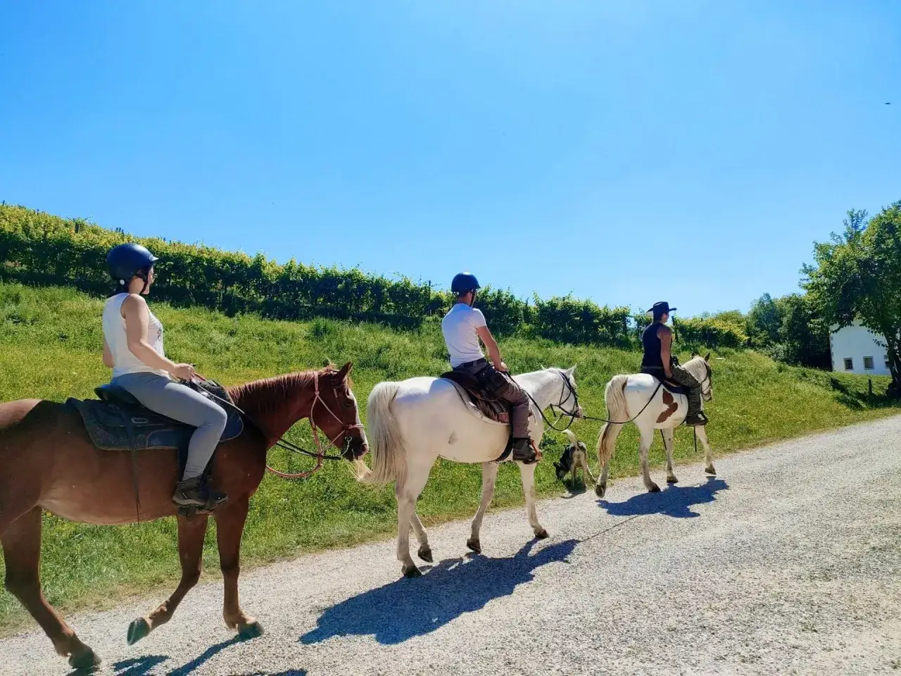Tre persone in sella a cavalli, godendosi una passeggiata a cavallo in Veneto tra vigneti e colline verdi sotto un cielo azzurro.