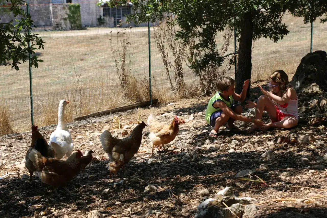 Bambini giocano tra gli animali in Puglia: galline, un'oca e pulcini razzolano in un cortile assolato.
