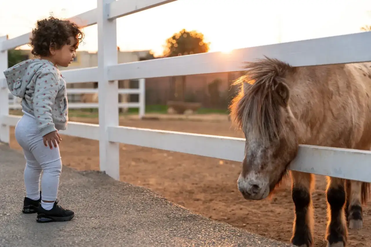 Bambina curiosa osserva un cavallo in una delle fattorie con animali a Milano, al tramonto.