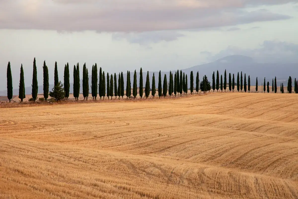 Viale di cipressi che conduce verso San Quirico, con un campo di grano dorato e colline nebbiose all'orizzonte.