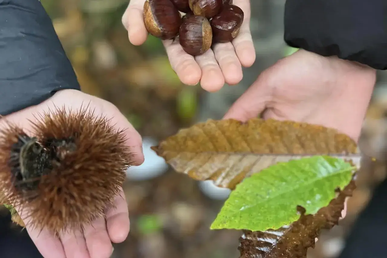 Mani che raccolgono castagne autunno: una con un riccio spinoso, un'altra con castagne lucide, e una terza con foglie secche e verdi.