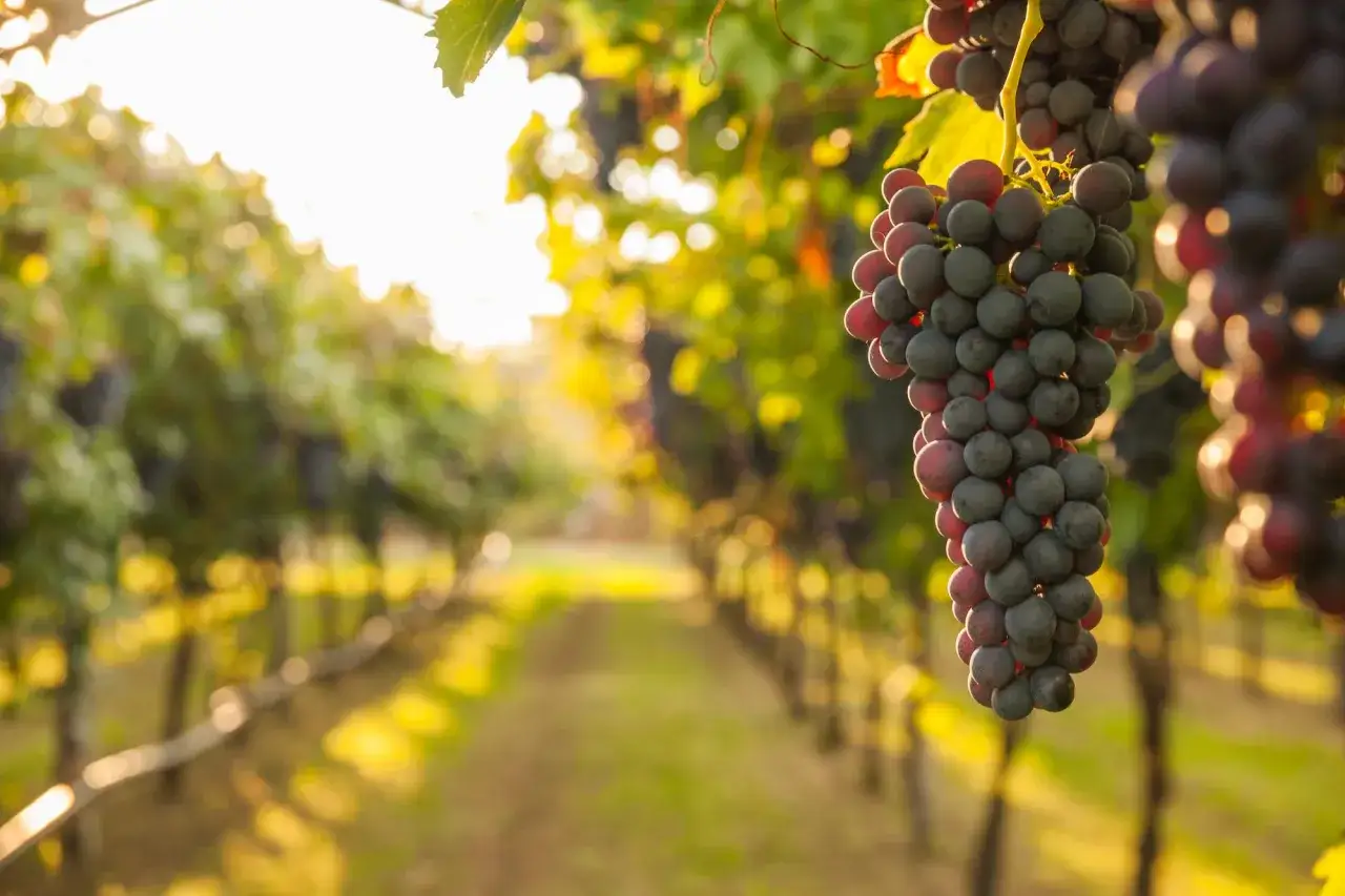 Grappoli maturi di vitigno Chianti pendono da un filare illuminato dal sole, con un sentiero sfocato che si snoda tra le viti.