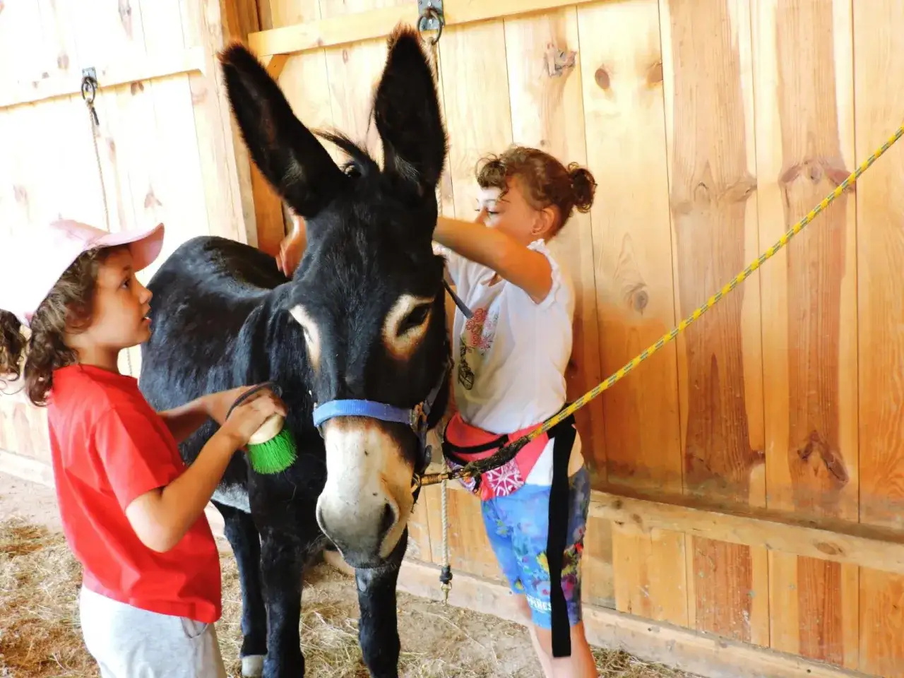 Bambini in una fattoria vicino Firenze spazzolano un asino.