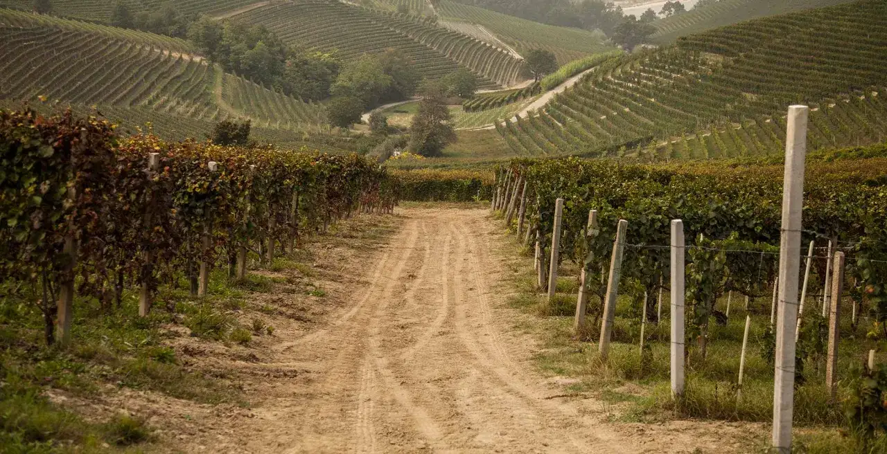 Strada sterrata tra filari di viti in collina, ideale per il cicloturismo in Toscana.