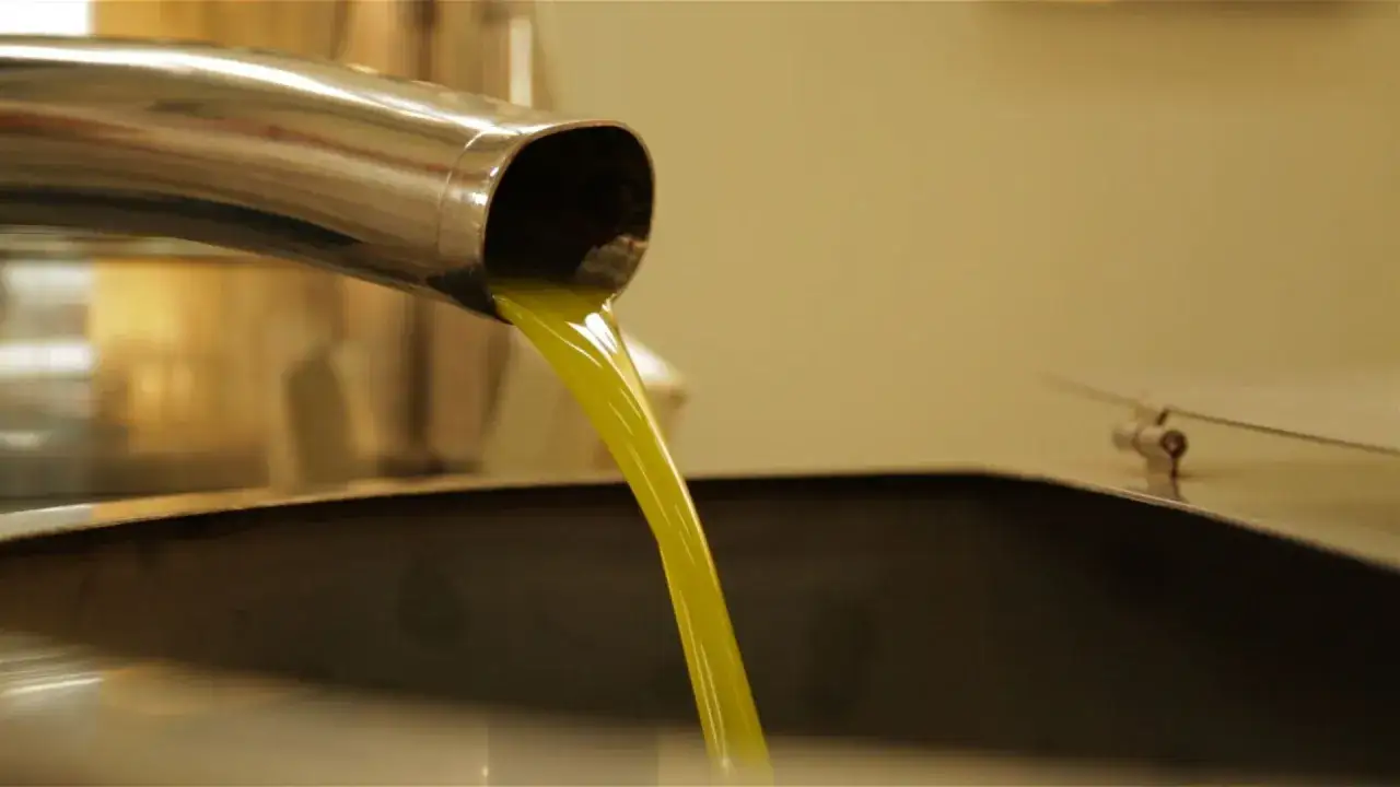 Olio extravergine di oliva appena franto, un flusso dorato che racconta la differenza tra olio di oliva e olio extravergine di oliva.