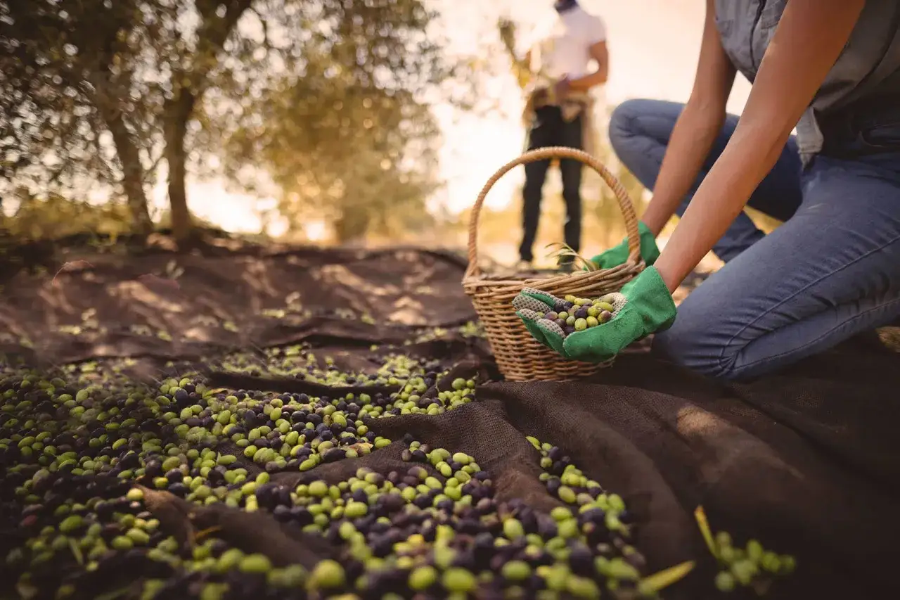 Mani guantate raccolgono olive verdi e nere in un cesto, mentre altre cadono su teli scuri sotto gli ulivi. La raccolta delle olive è in pieno svolgimento.