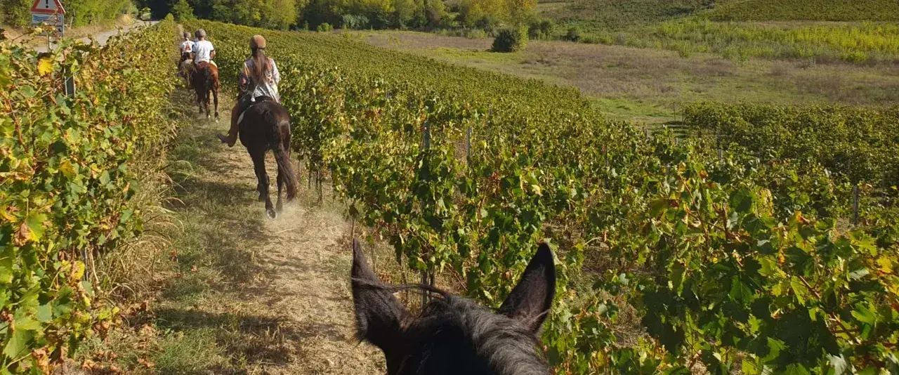 Cavalcata tra i vigneti del Piemonte, un'esperienza indimenticabile.